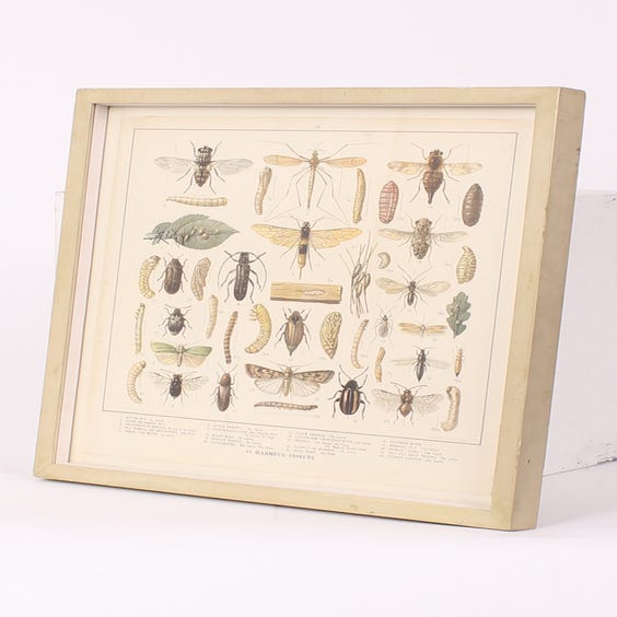 image of Vintage 'Harmful' insect print