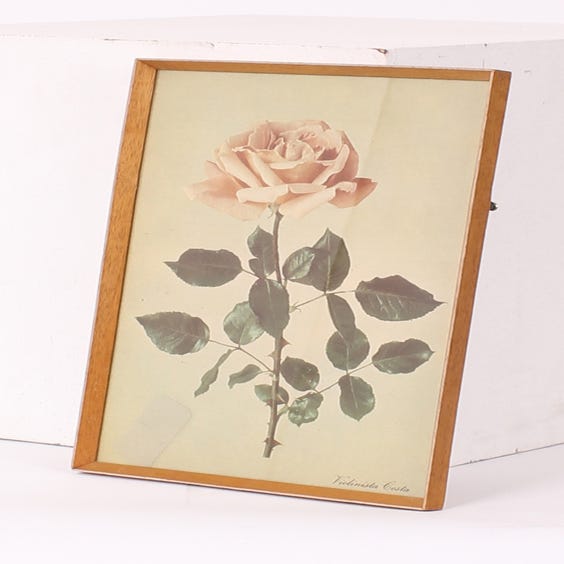 image of Violinista Costa pink rose print