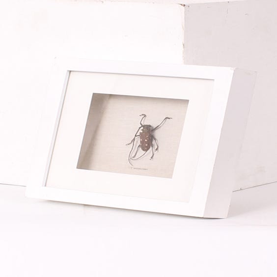 image of Taxidermy spotted beetle on calico