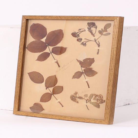 image of Mounted pressed leaves and flowers