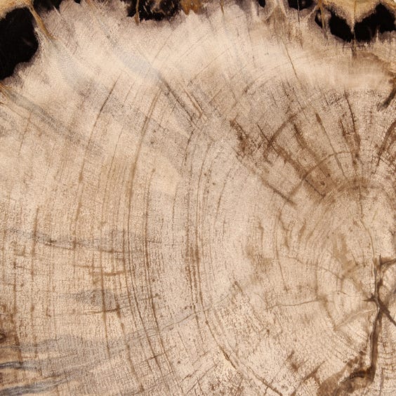 image of Miocene marbled oyster petrified wood