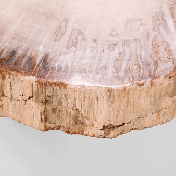 image of Grey petrified wood slab