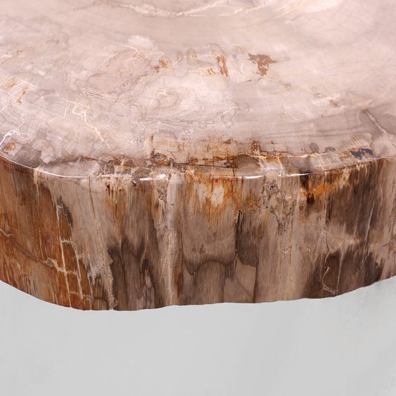 image of Miocene petrified wood slab