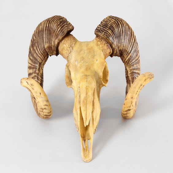 image of Sheep skull trophy with horns