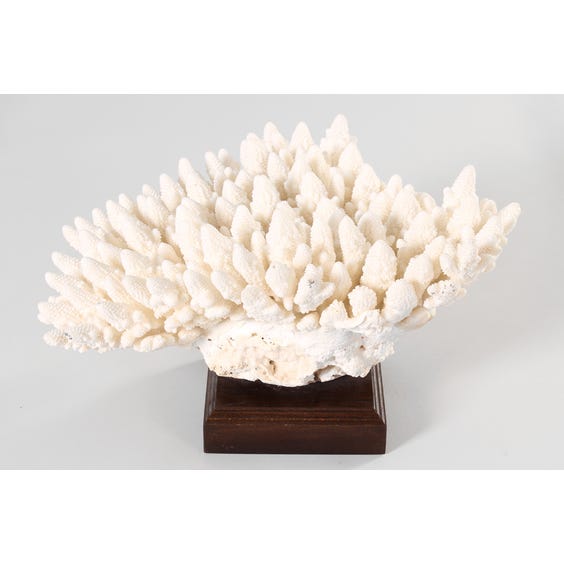 image of Giant piece of white coral